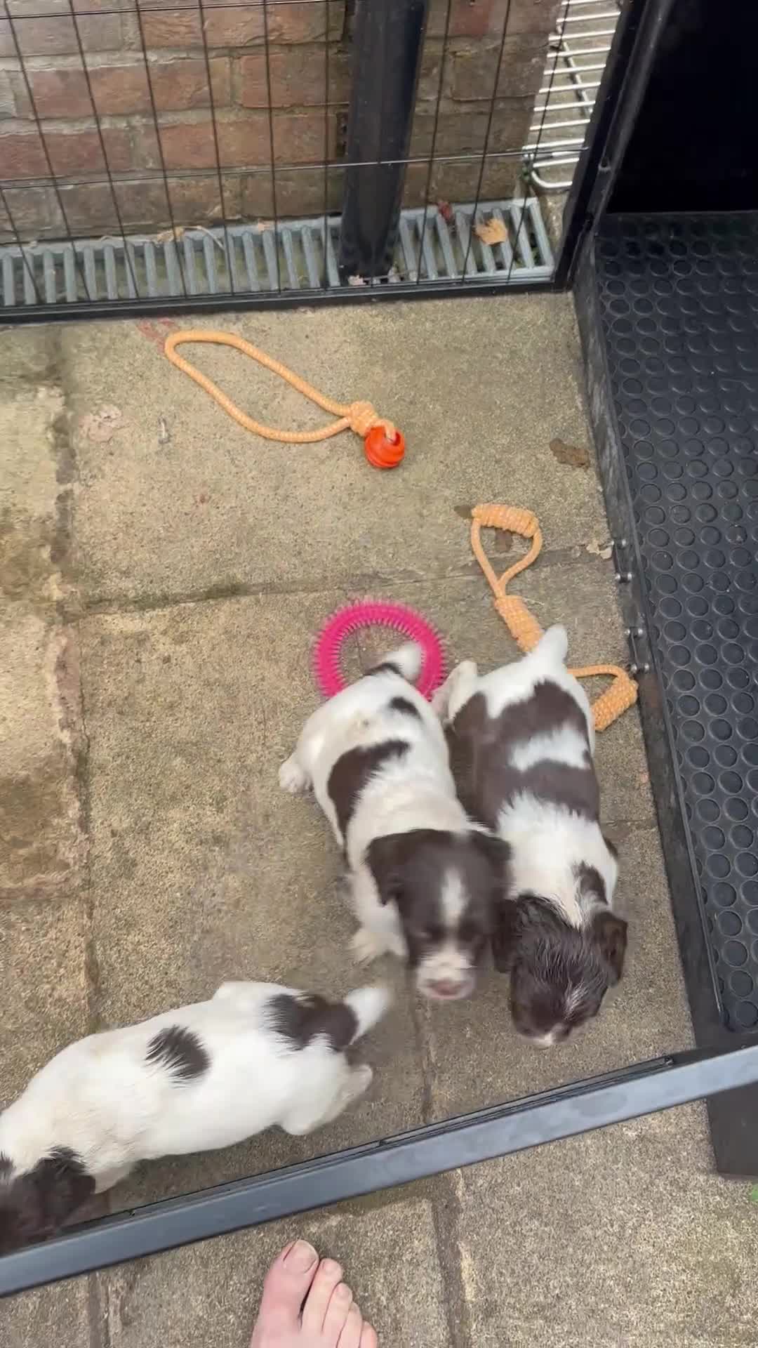 English Springer Spaniel dogs for sale: Working-Bred English Springer Spaniel Puppies in Frodsham - Video 1