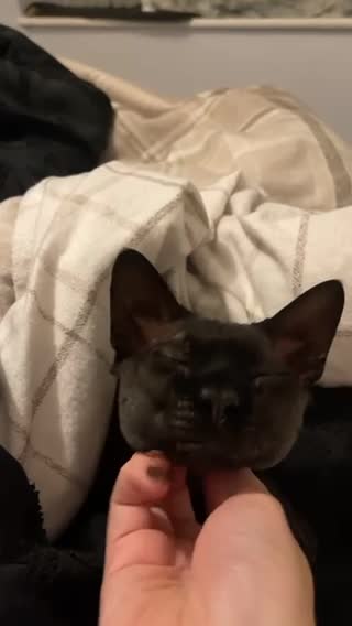 Sphynx cats for stud: Young male sphynx cat for stud in Milton Keynes - Video 1