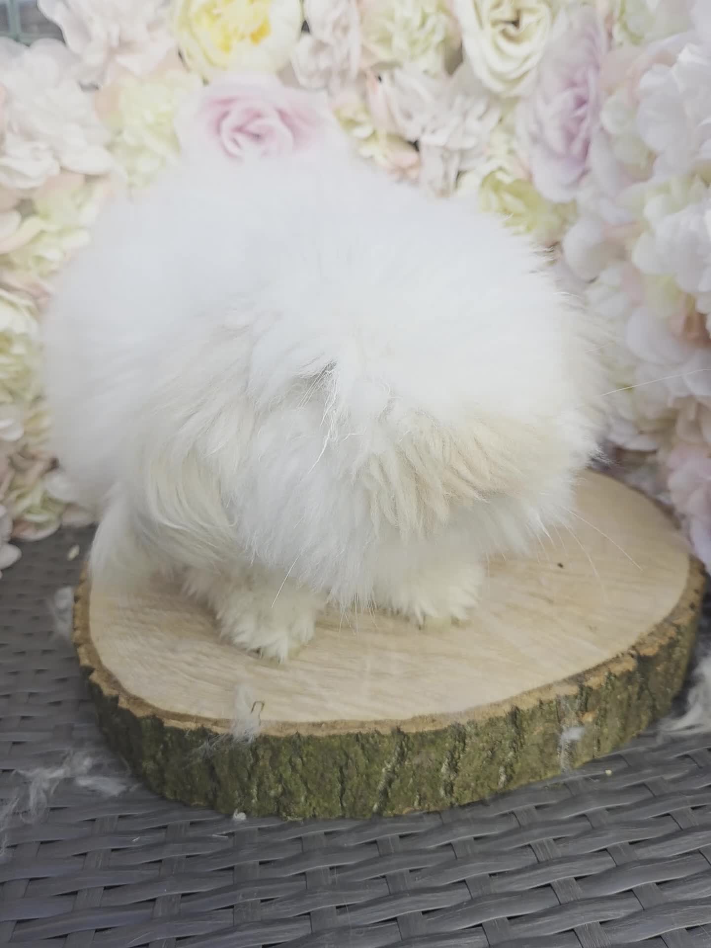 Angora rabbits for sale: Teddywidders - Video 2
