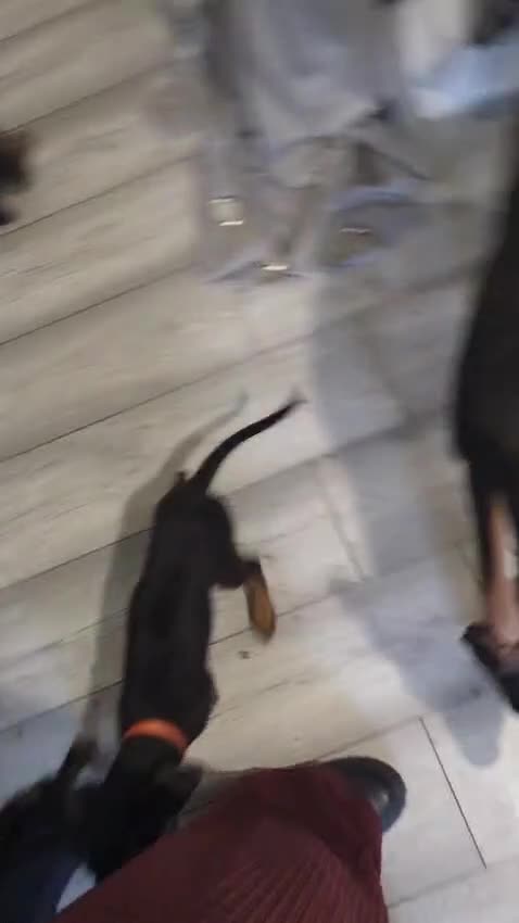 Mixed Breed dogs for sale: Doberman x dutch herder - Video 2