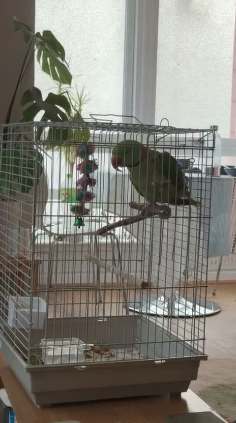 British Shorthair cats for sale: Beautiful alexandrine parrot - Video 1
