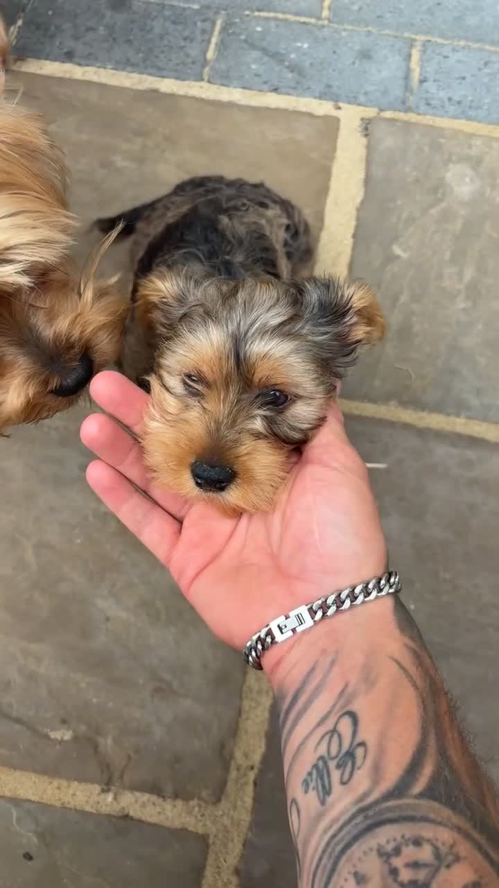 Yorkshire Terrier dogs for sale: Male Merle Yorkshire terrier  - Video 1