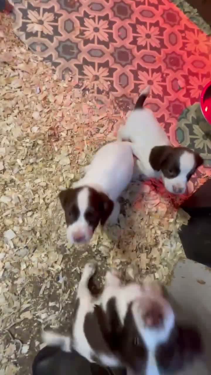 English Springer Spaniel dogs for sale: 4 Boys remaining - Springer Spaniel Puppies - Video 1