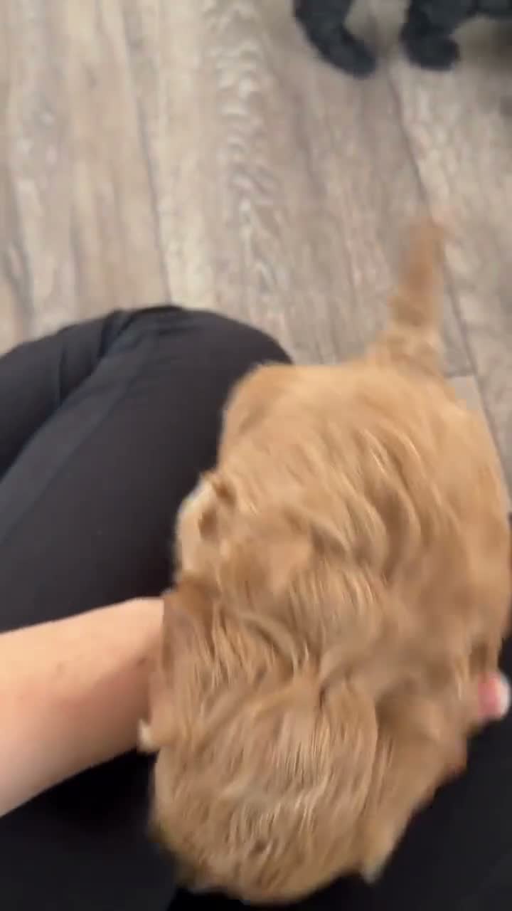 Mixed Breed dogs for sale: Cockapoochon puppies  - Video 1