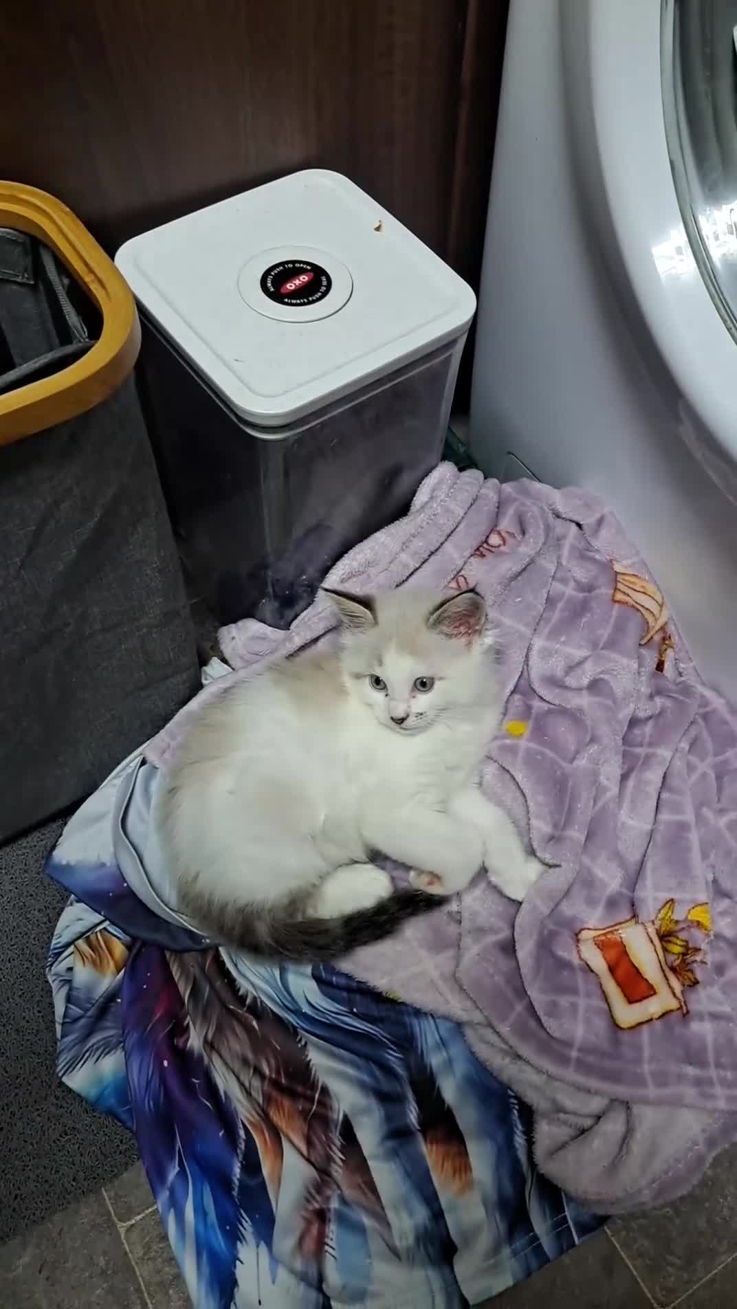 Mixed Breed cats for sale: 2 beautiful mix kittens 🤩Ready now  - Video 4