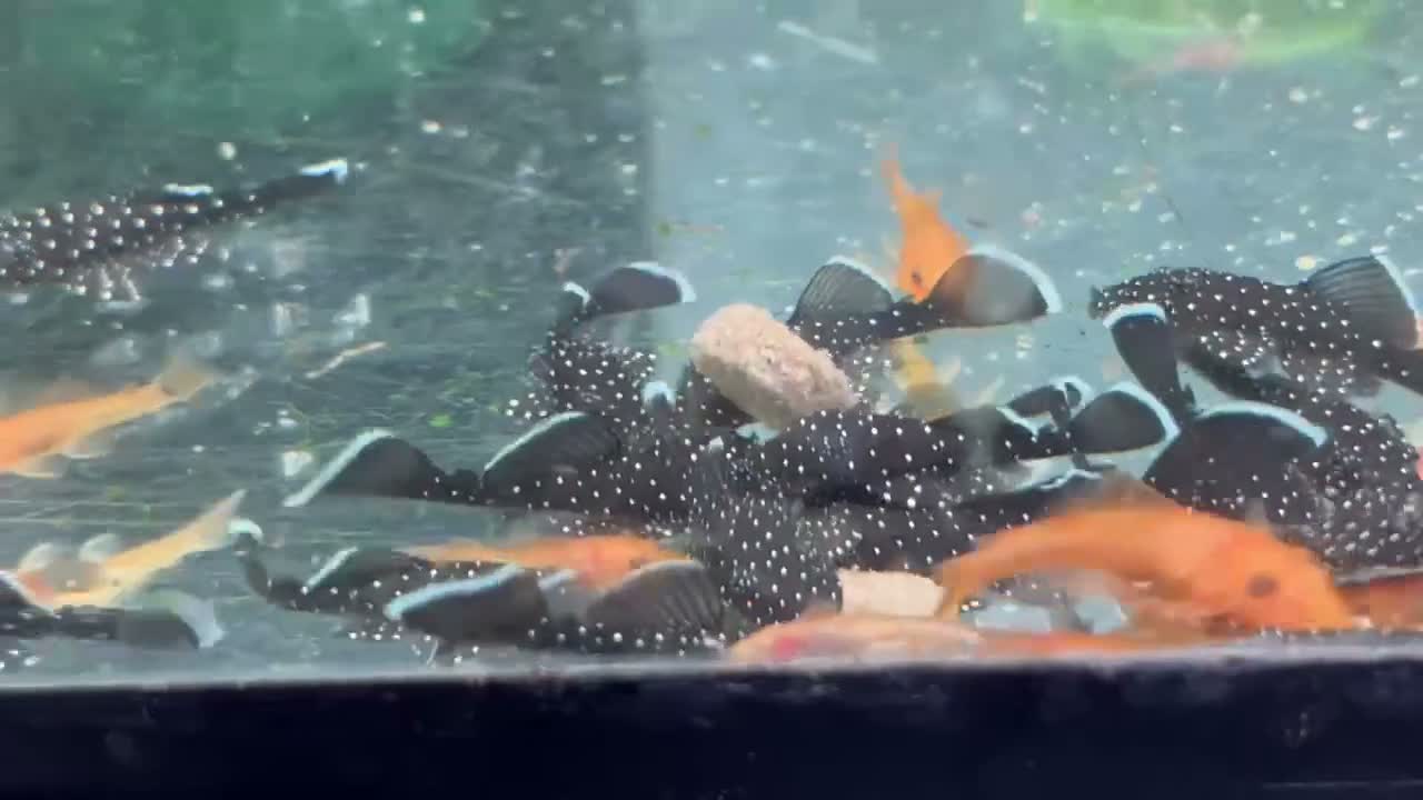 Plecos fish for sale: Peppermint plecos 3-4cm  - Video 1