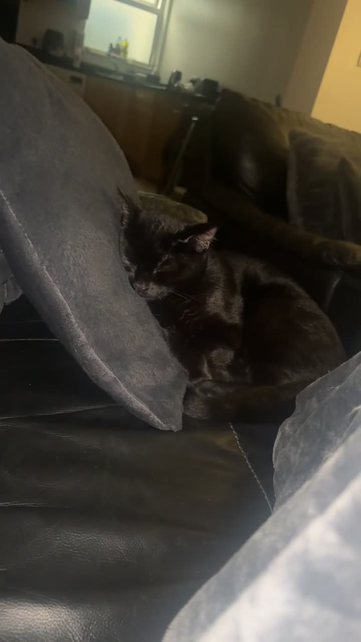 Mixed Breed cats for sale: Black Male Kitten - Last of his litter.  - Video 1