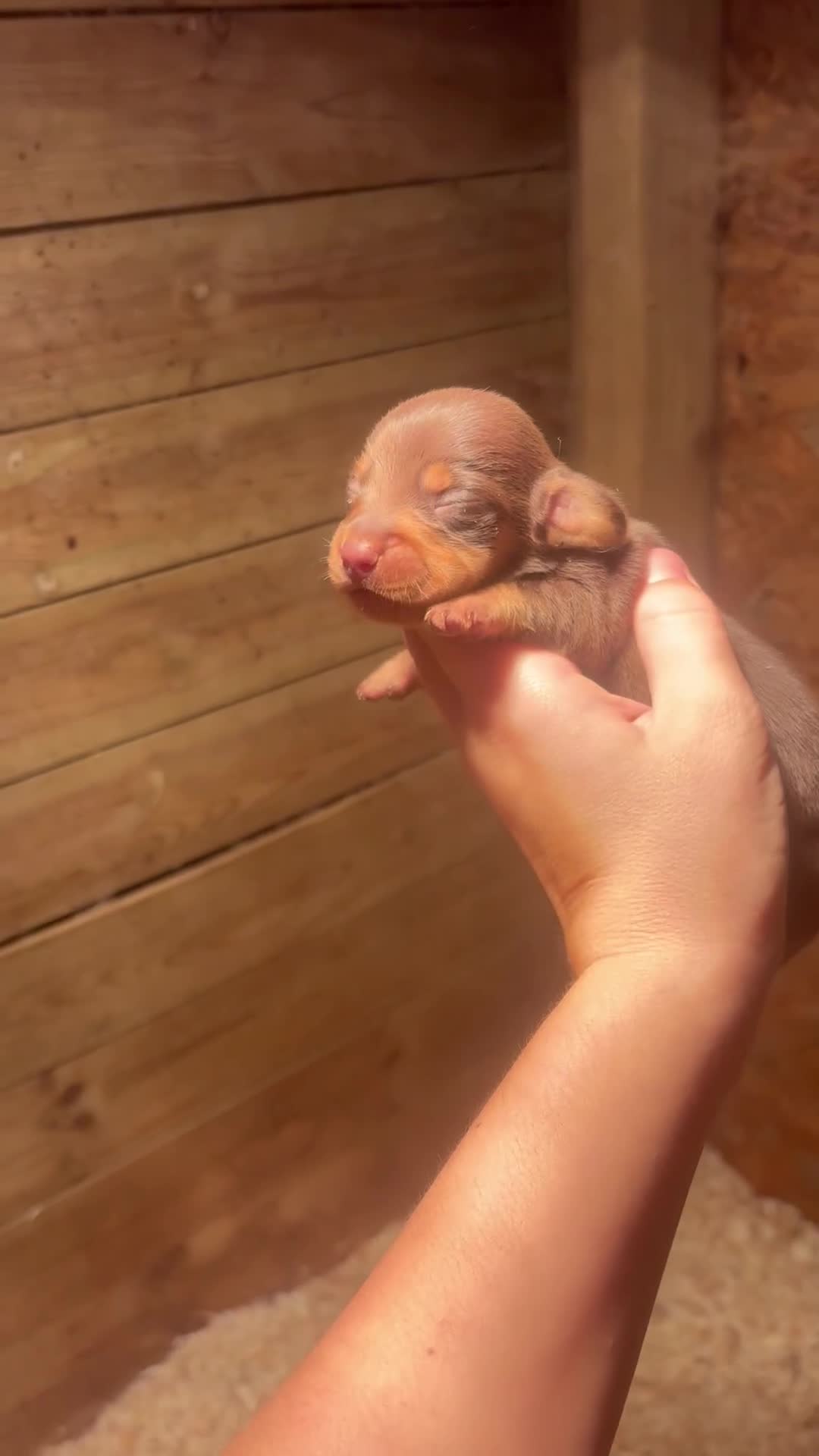Miniature Dachshund dogs for sale: 🩵😍miniature daschund boy puppy🩵😍 - Video 1