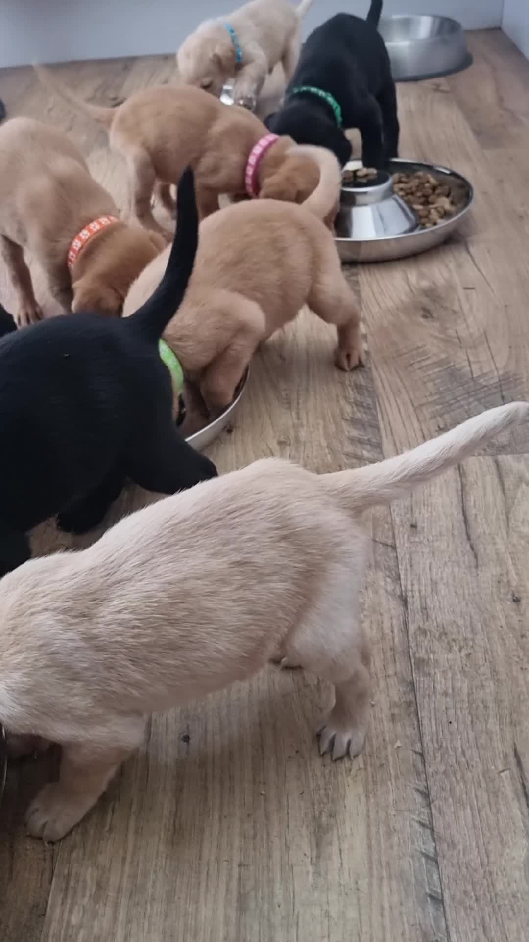 Labrador Retriever dogs for sale: LABRADOR PUPS FOR SALE! Red Fox, Yellow & Black 🐾 - Video 3