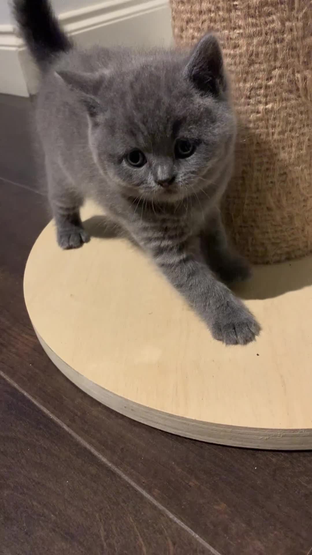 British Shorthair cats for sale: British Shorthair Kittens – Sweet Round Faces 🐻💛 - Video 4