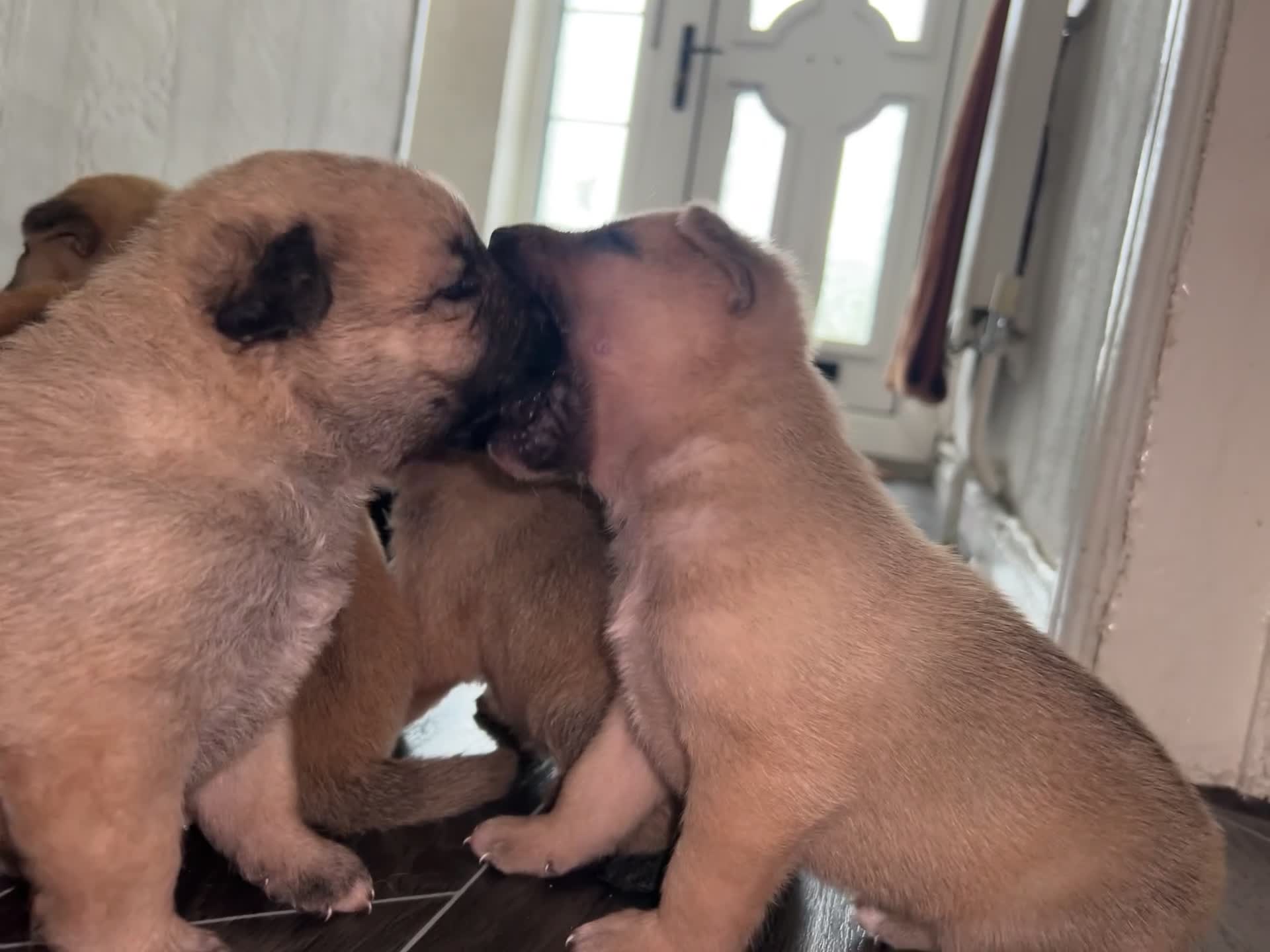 Mixed Breed dogs for sale: 7 beautiful Malkita x puppies with unique colours  - Video 4