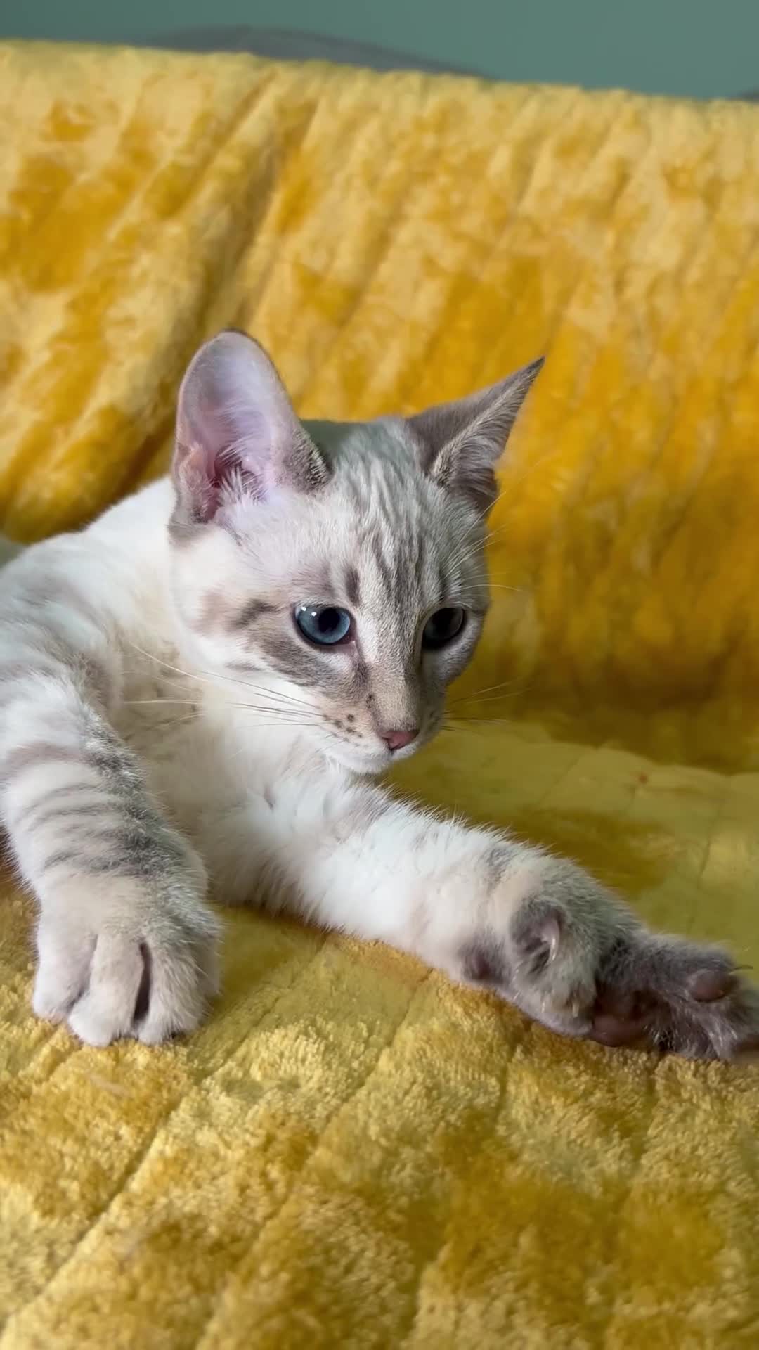 Bengal cats for sale: Breathtaking rare polydactyl snow leopard  - Video 1