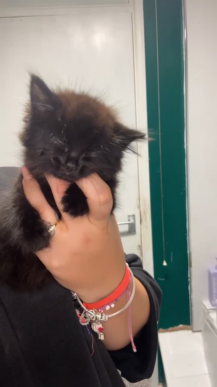 Mixed Breed cats for sale: Kittens/two adult cats - Video 2