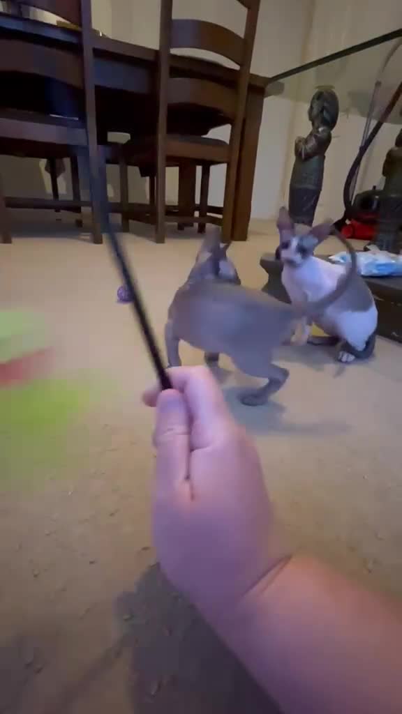 Cornish Rex cats for sale: Lovely Cornish Rex gils looking new parents  - Video 2