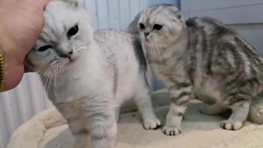 Scottish Fold cats for sale: Scottish fold - Video 1
