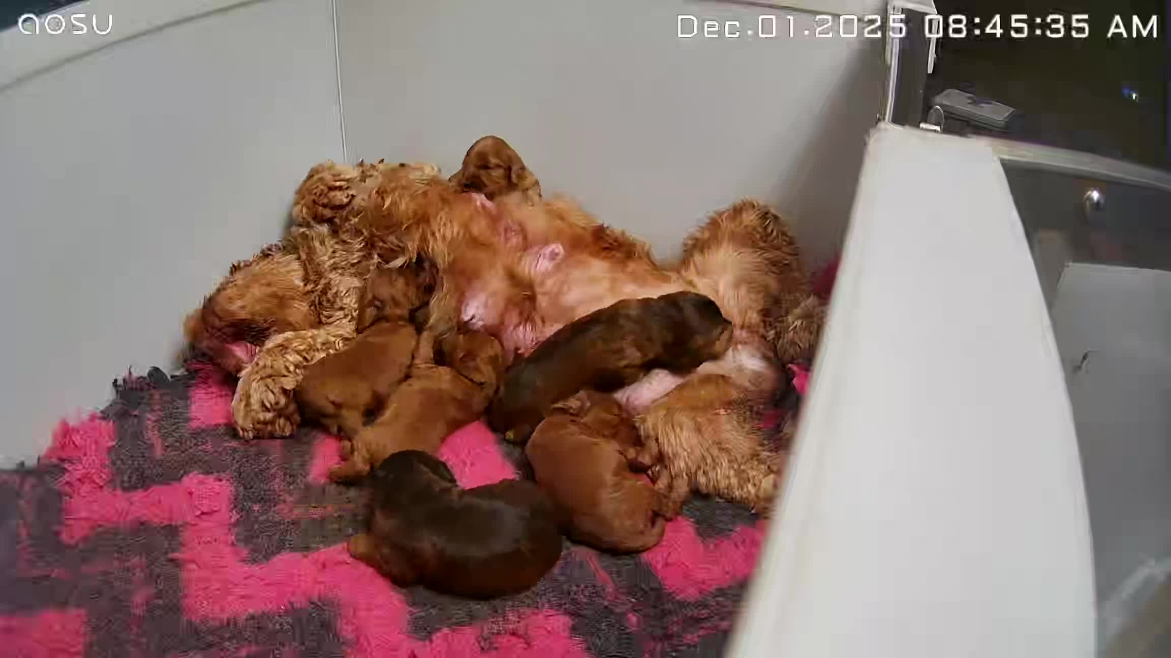 Cockapoo dogs for sale: Beautiful F1 Cockapoo Puppies - Video 1