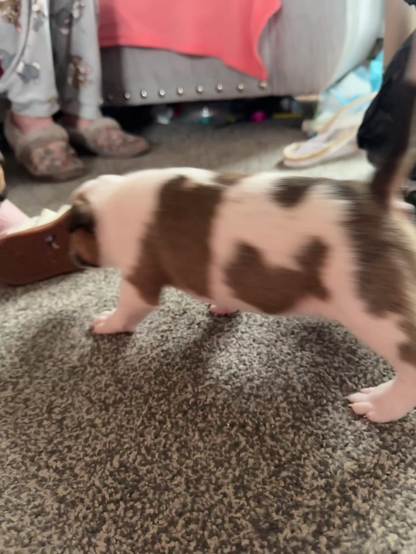 English Bull Terrier dogs for sale: English bull terrier bitches  - Video 2
