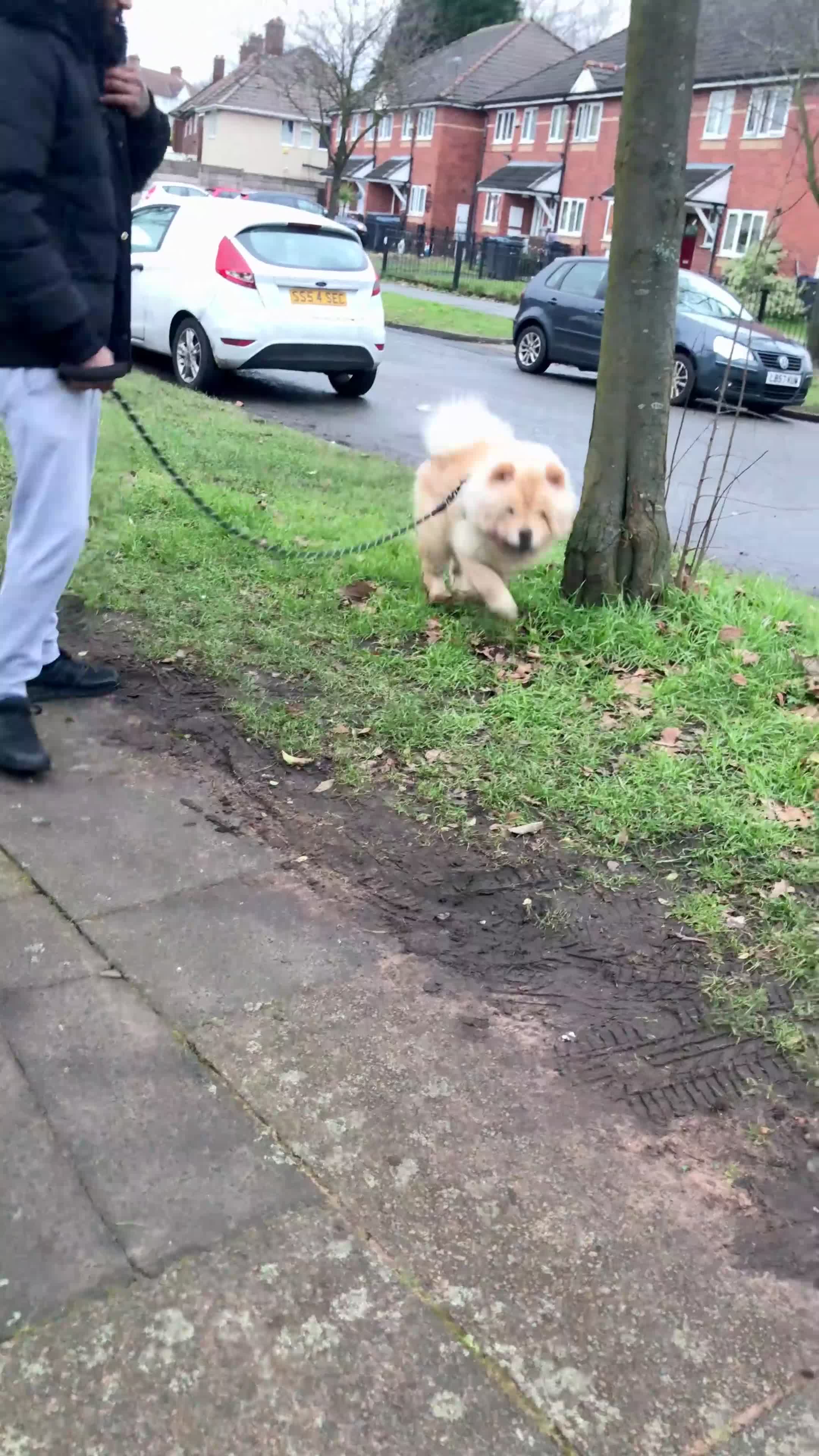 Chow Chow dogs for sale: KC ADULT FEMALE CHOW FOR SALE!!!!!!!! - Video 2