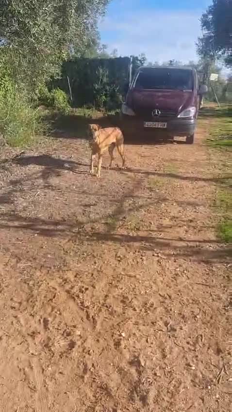 Mixed Breed dogs for adoption: Urgent 🚨 Home for Kobi  in Hengoed - Video 4