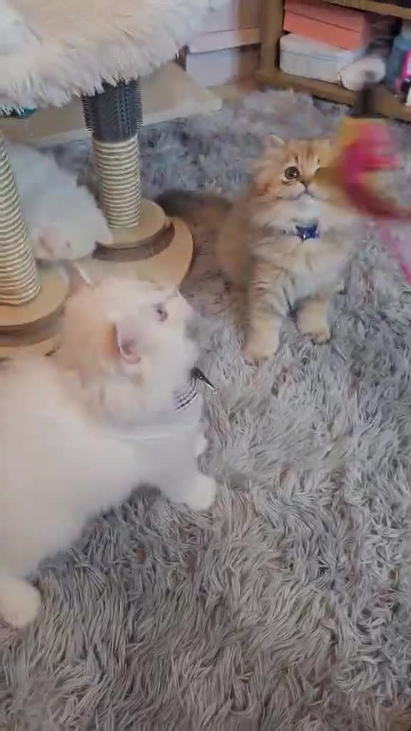 British Longhair cats for sale: Purebred British Longhair Boys-WCF Pedigree - Video 4