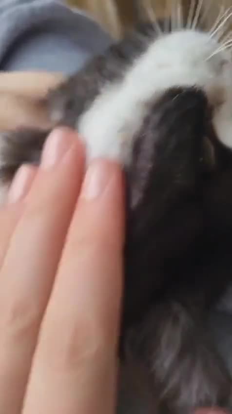 British Shorthair cats for sale: Most Perfect Teddy Bear - Available Now! - Video 1