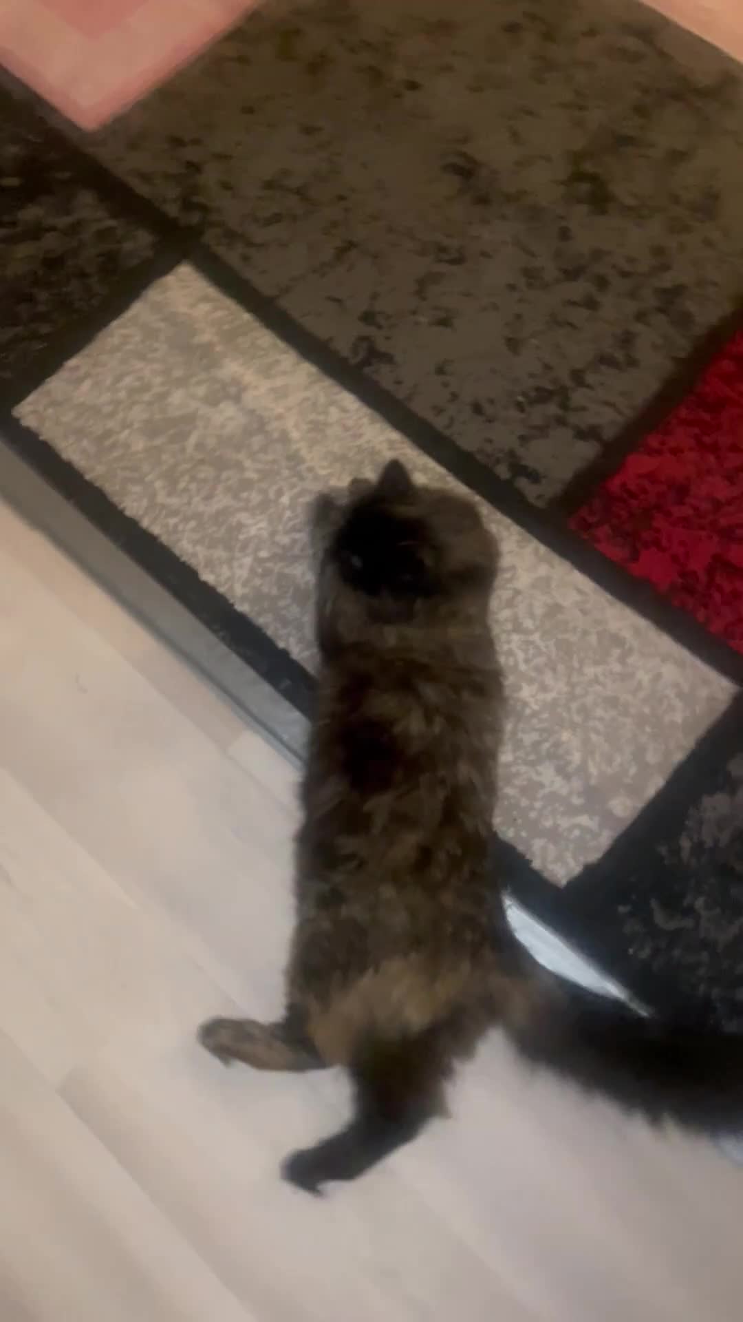 Mixed Breed cats for sale: Looking for a loving home.  - Video 1