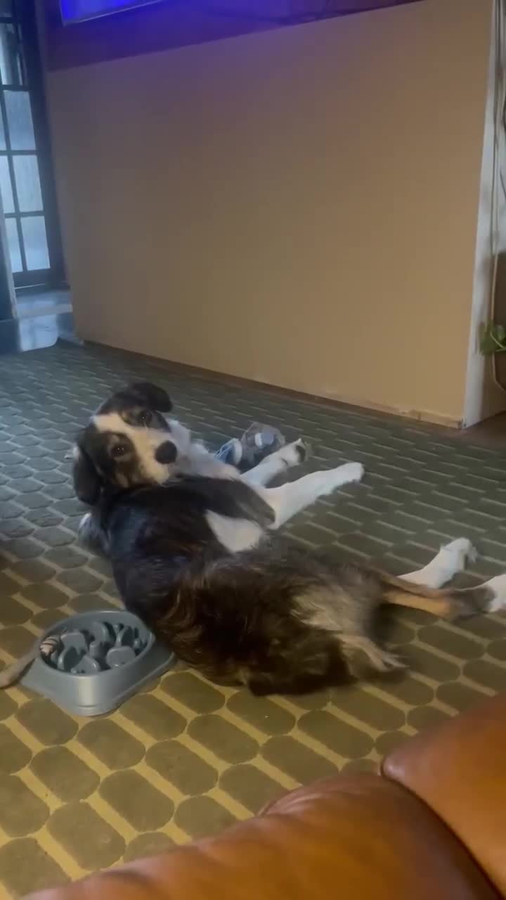 Mixed Breed dogs for adoption: Ringo is looking for a new home - Video 2