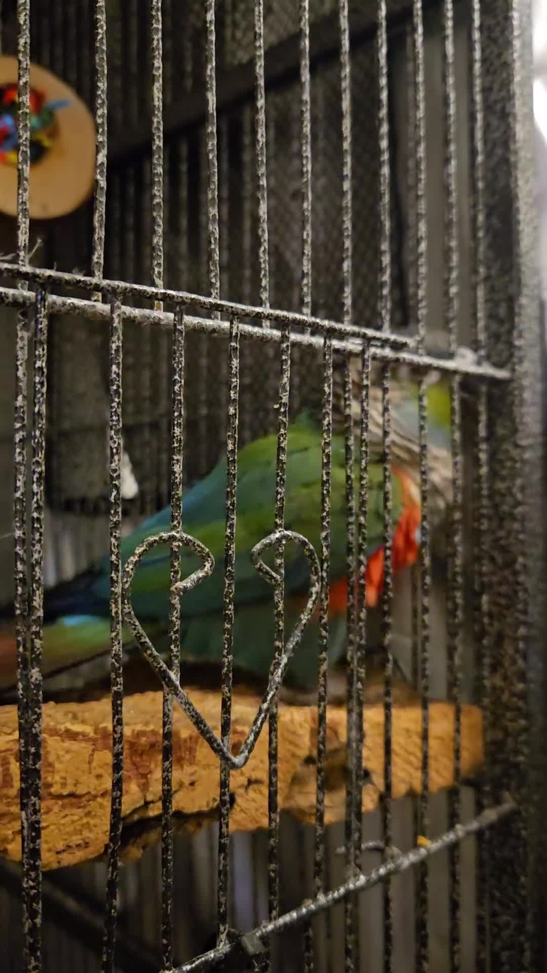 Conures birds for sale: Tame Crimson Conure - Video 4