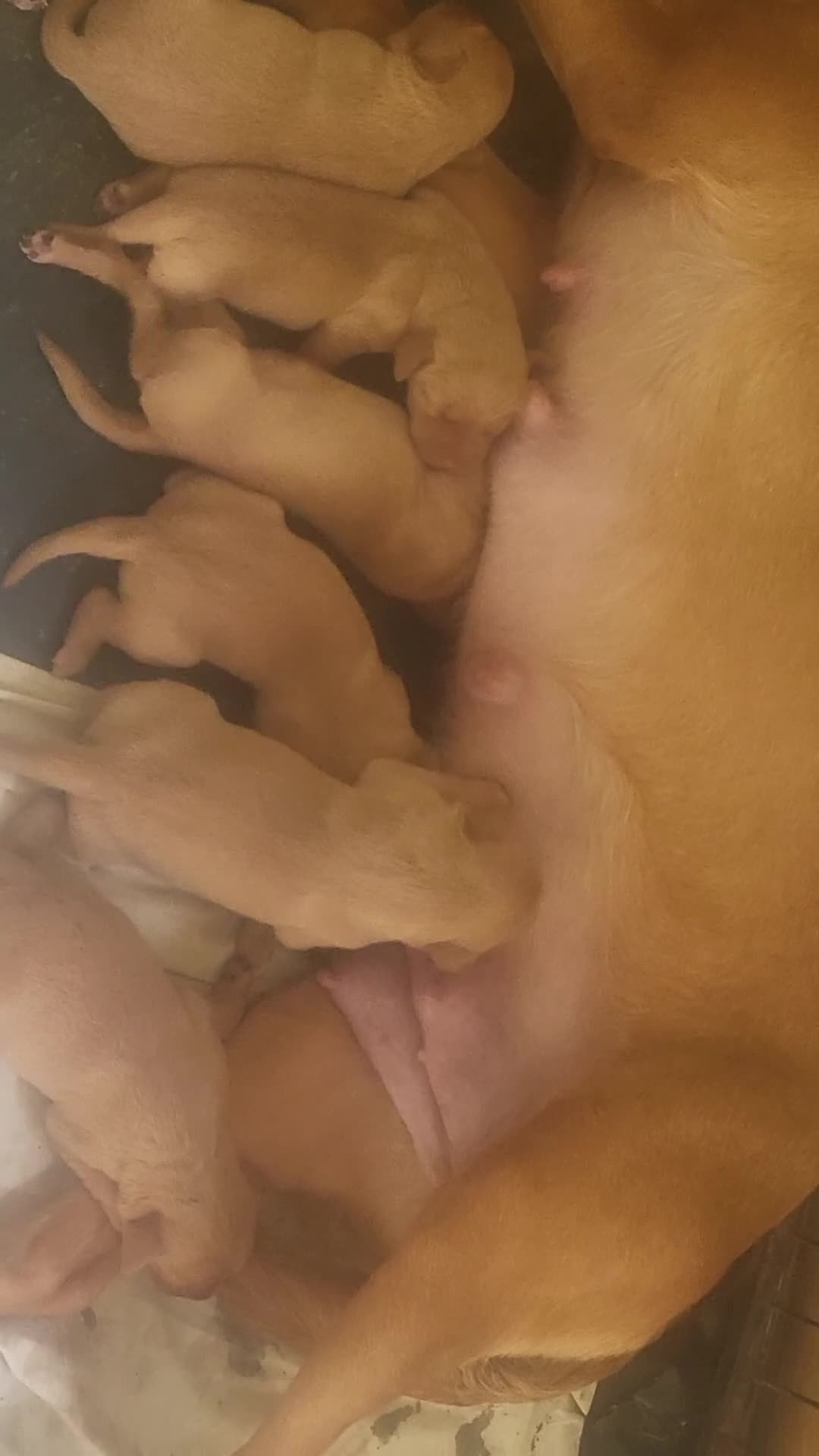 Labrador Retriever dogs for sale: A Perfect Litter of Pedigree Fox Red Labradors - Video 1