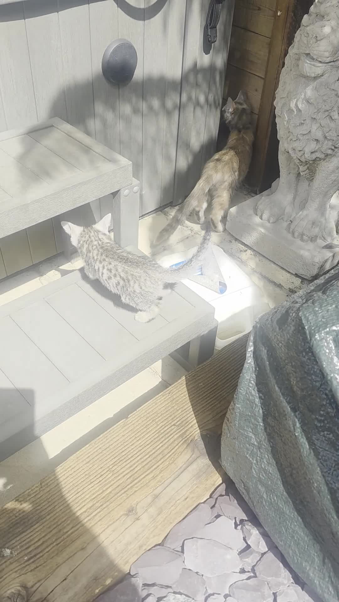 Bengal cats for sale: Bengal charcoal silver kittens from snow linx  - Video 2