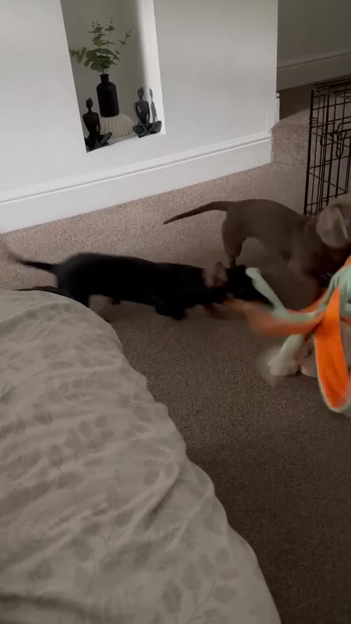 Miniature Dachshund dogs for sale: Lovely Miniature Dachshund for sale - Video 1