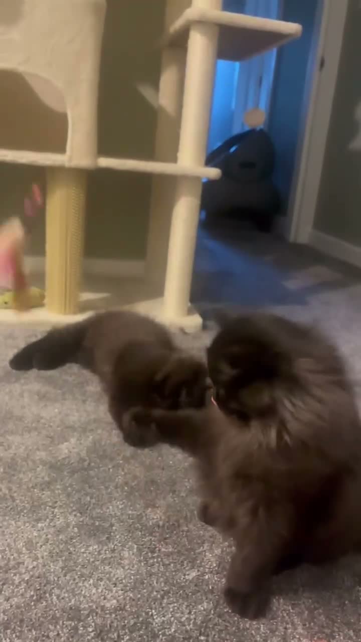 Ragdoll cats for sale: Two beautiful ragdoll brothers  - Video 3