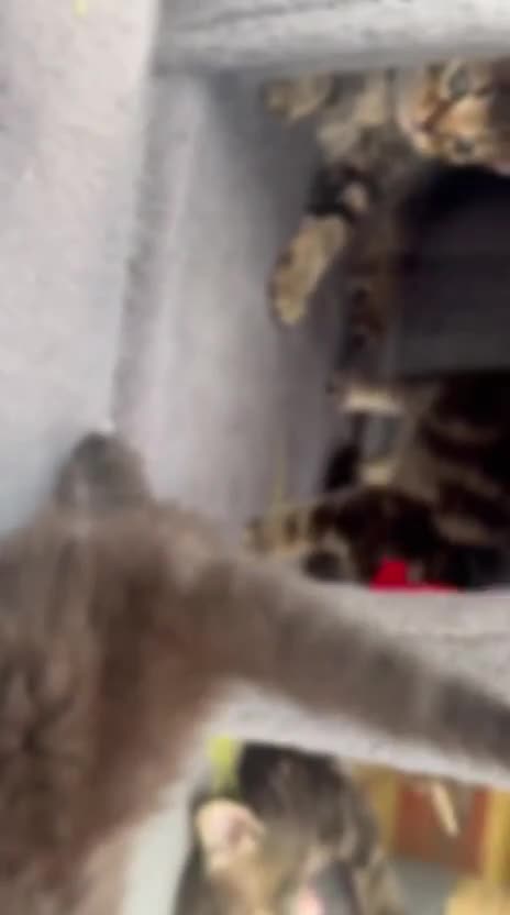 Siberian cats for sale: 2 super friendly beautiful loving boys - Video 2