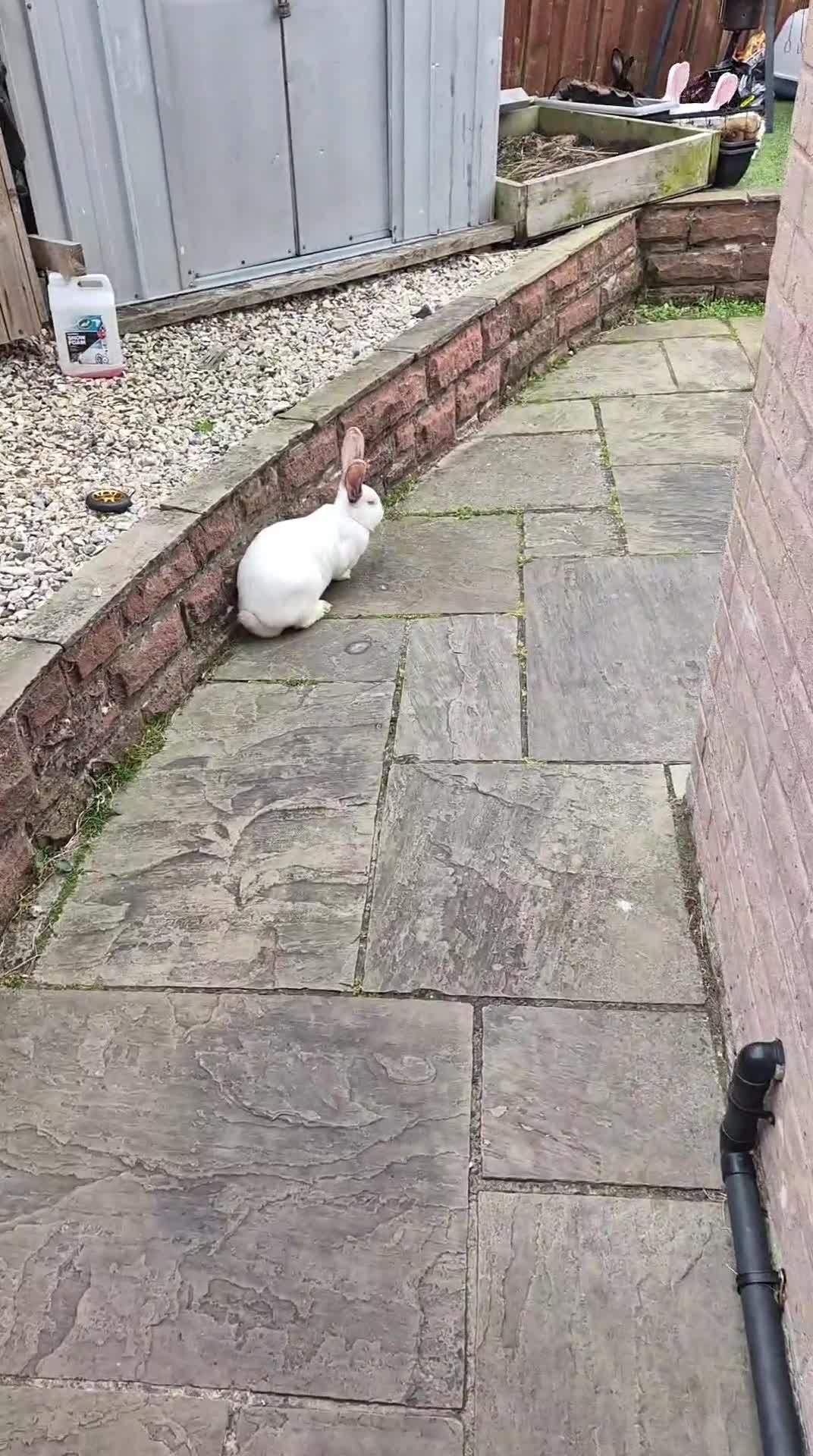 Continental Giant rabbits for sale: Continental Giants - Video 1