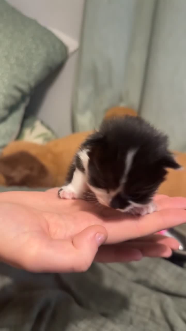 Mixed Breed cats for sale: Maine coon mix kittens - Video 2