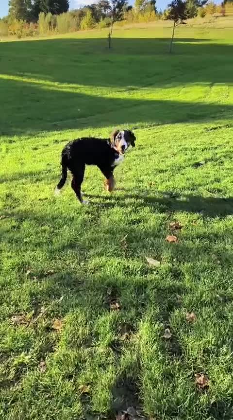 Bernese Mountain Dog dogs for sale: 5 month old stunning dog - Video 1