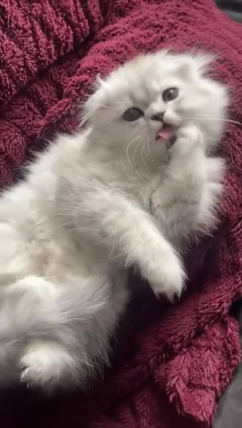 Scottish Fold cats for sale: Lovely Long Hair Scotich Fold Boy - Video 2