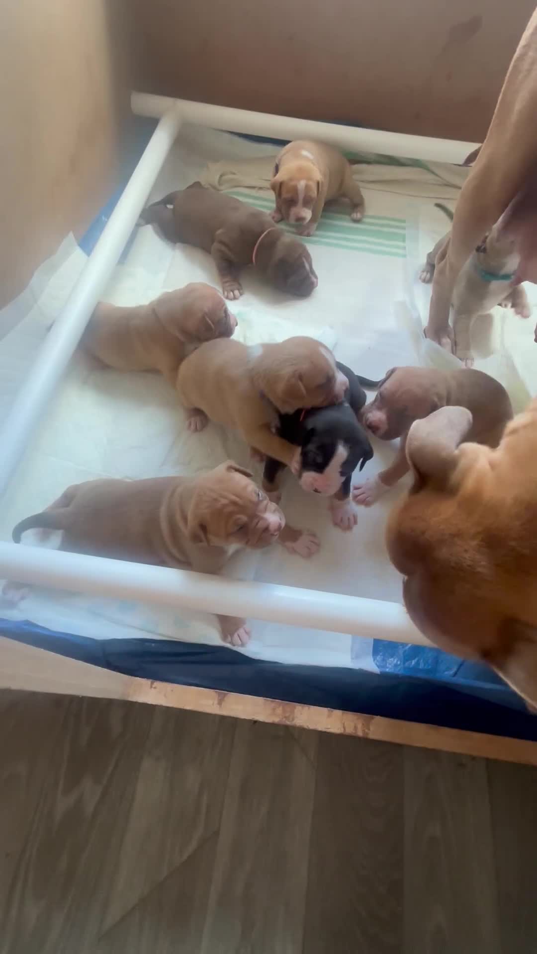 Mixed Breed dogs for sale: Stunning American bulldog staff  - Video 4