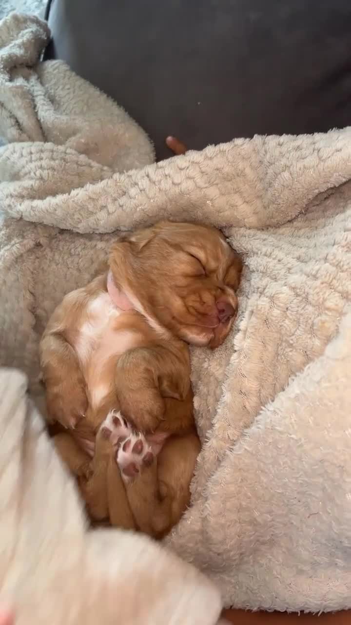 Cocker Spaniel dogs for sale: Cocker spaniel (working cocker spaniel)   - Video 1