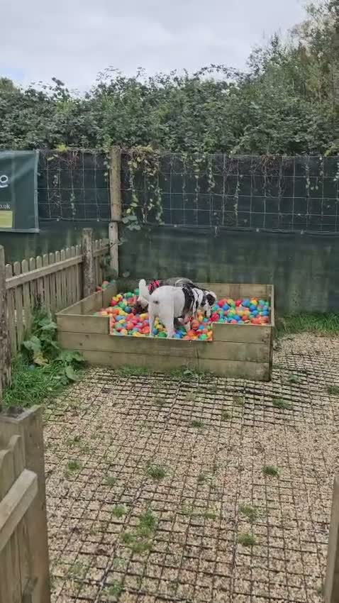 Mixed Breed dogs for adoption: Georgia & Tank, Available for adoption. - Video 2