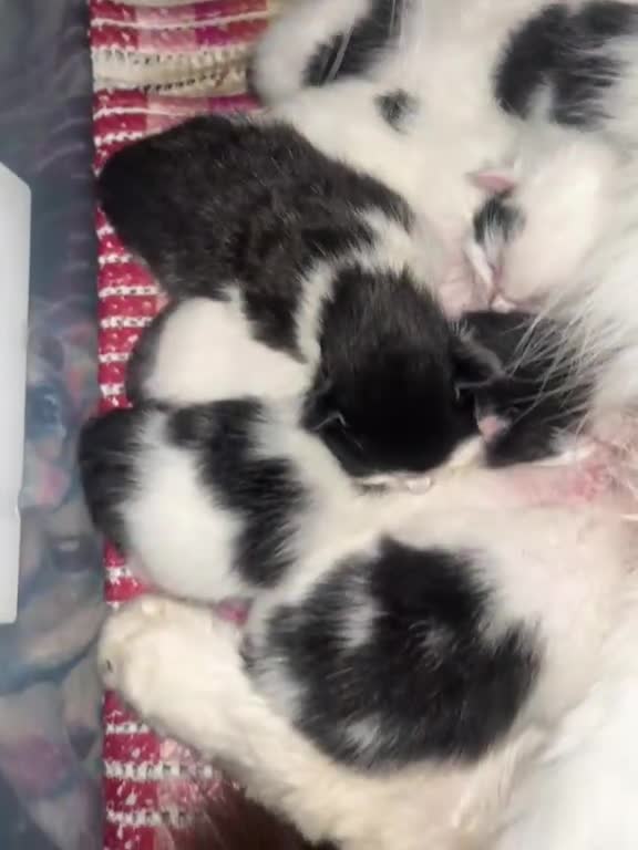 Mixed Breed cats for sale: 6 kittens available  in Willenhall - Video 1