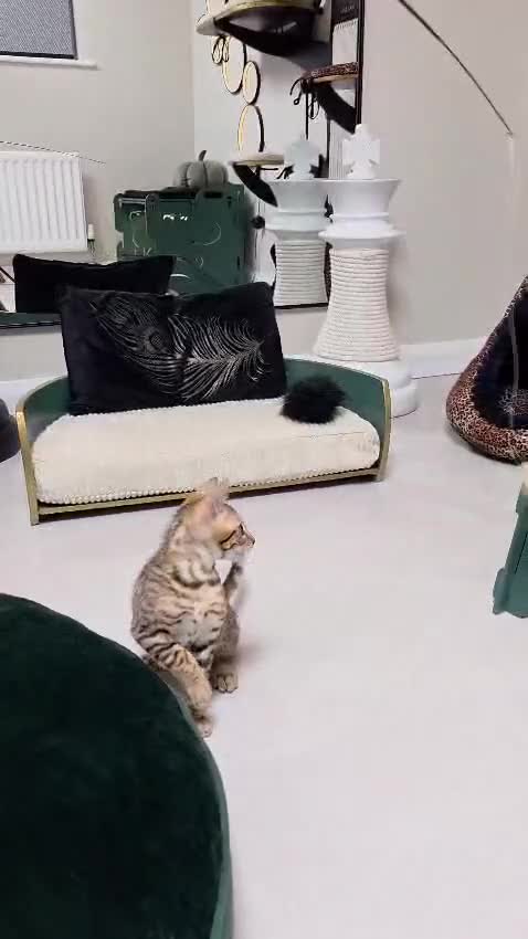 Bengal cats for sale: Stunning Bengal Girl- Top TICA pedigree- Ready NOW - Video 4