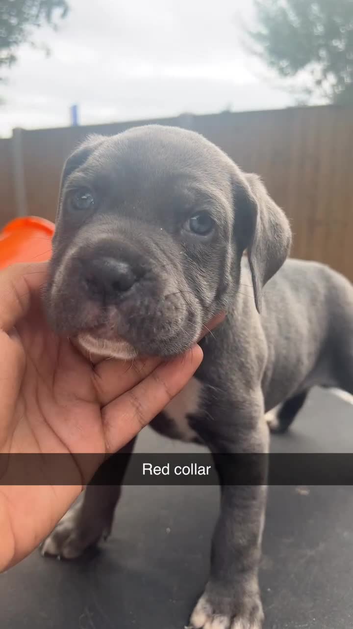 Cane Corso dogs for sale: Cerberus champion bloodline cane corso - Video 3