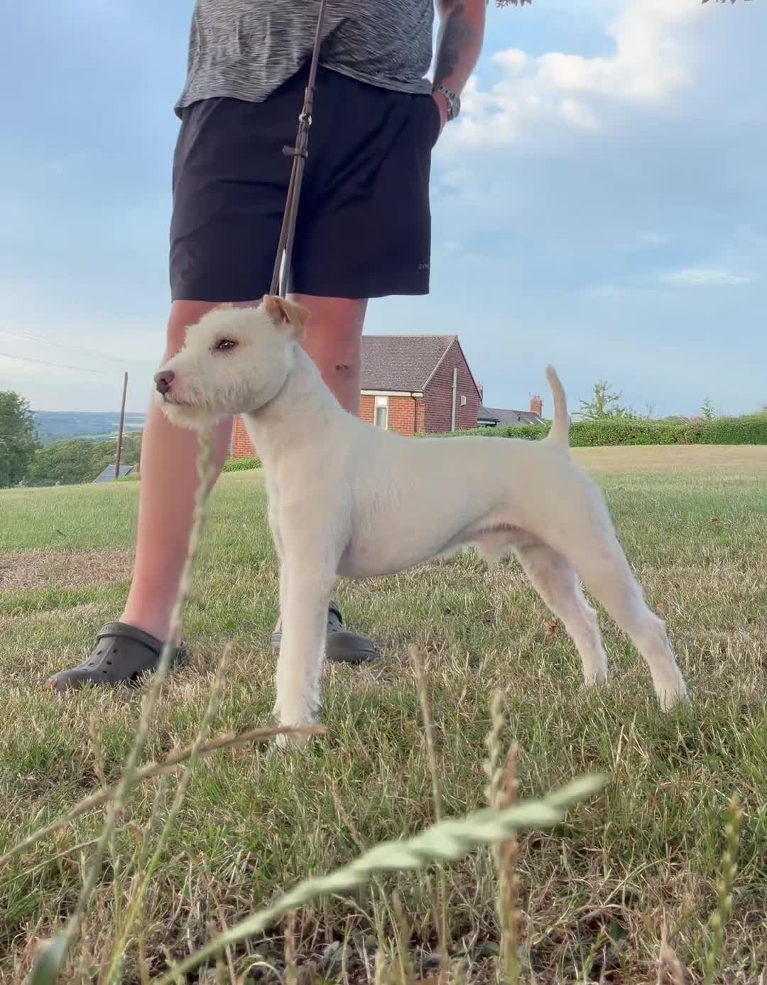 Jack Russell dogs for stud: The Geordie boy at stud 🖤🤍 - Video 1