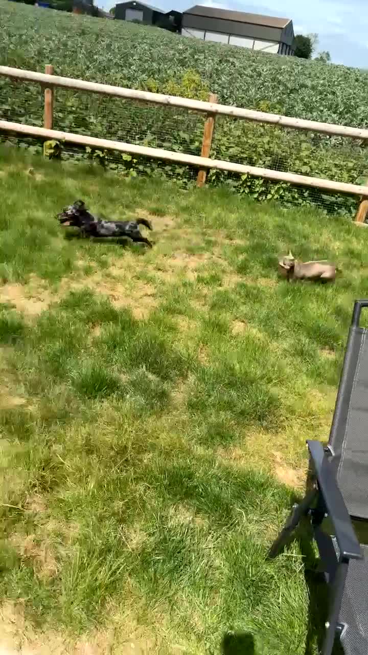 Dachshund dogs for sale: Poppy standard dachshund  - Video 1