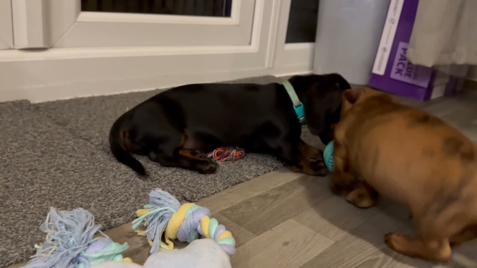 Miniature Dachshund dogs for sale: Reduced💜KC pedigree Mini Dachshund puppies - Video 1