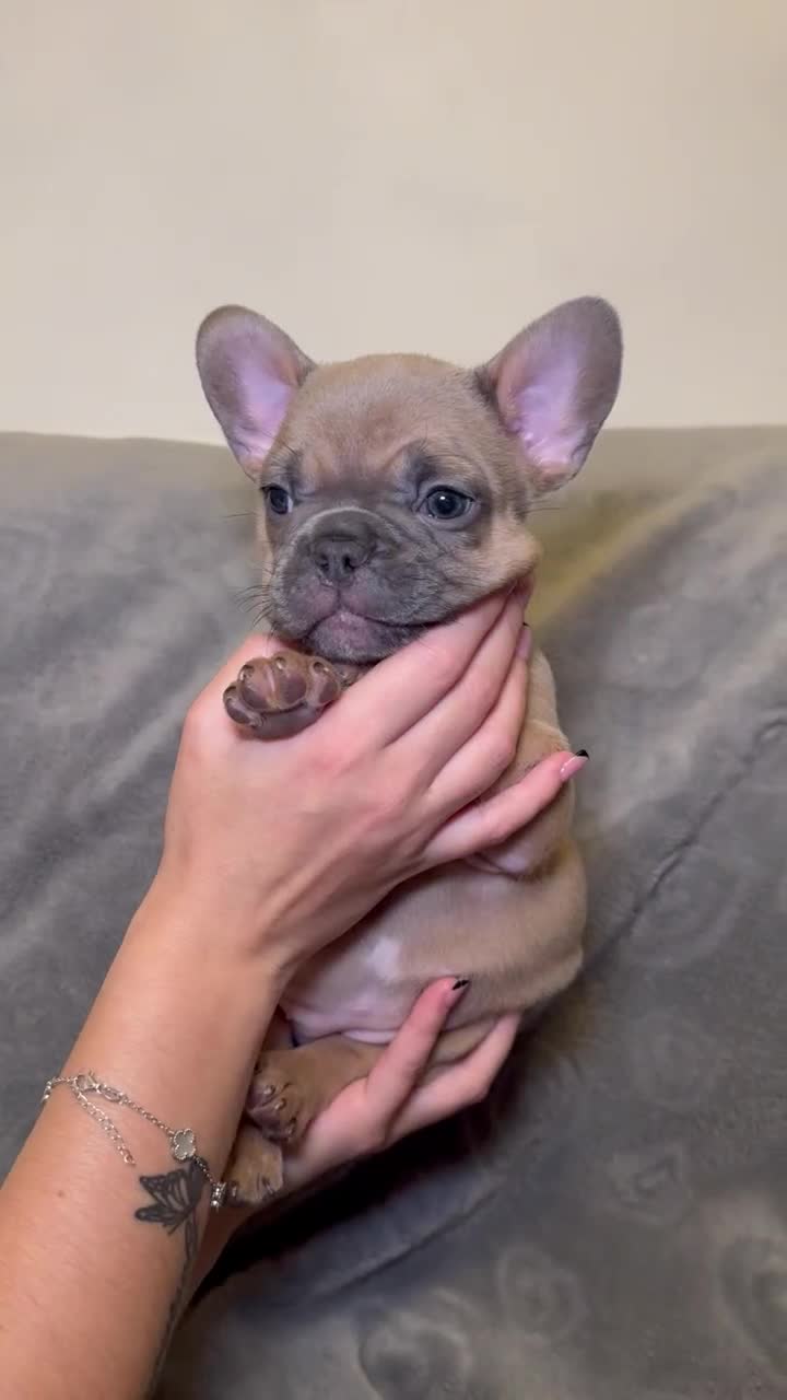 French Bulldog dogs for sale: French bulldog pups  - Video 3