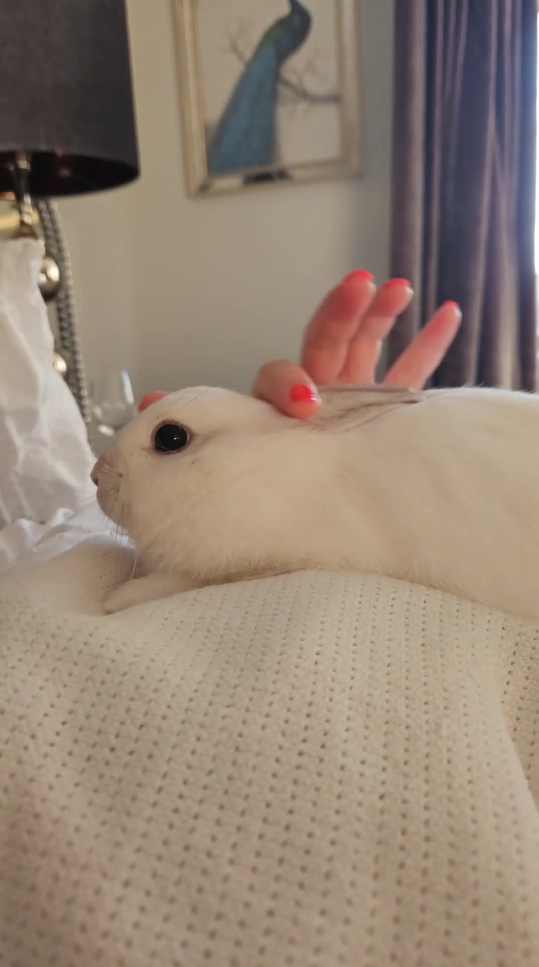 Dwarf Hotot rabbits for sale: Pretty Dwarf rabbit comes with large cage and food - Video 1