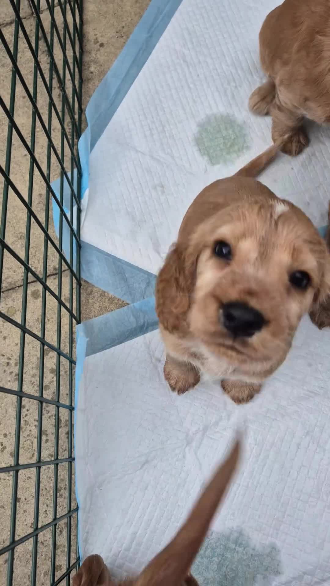 Cocker Spaniel dogs for sale: Beautiful cocker spaniels - Video 3