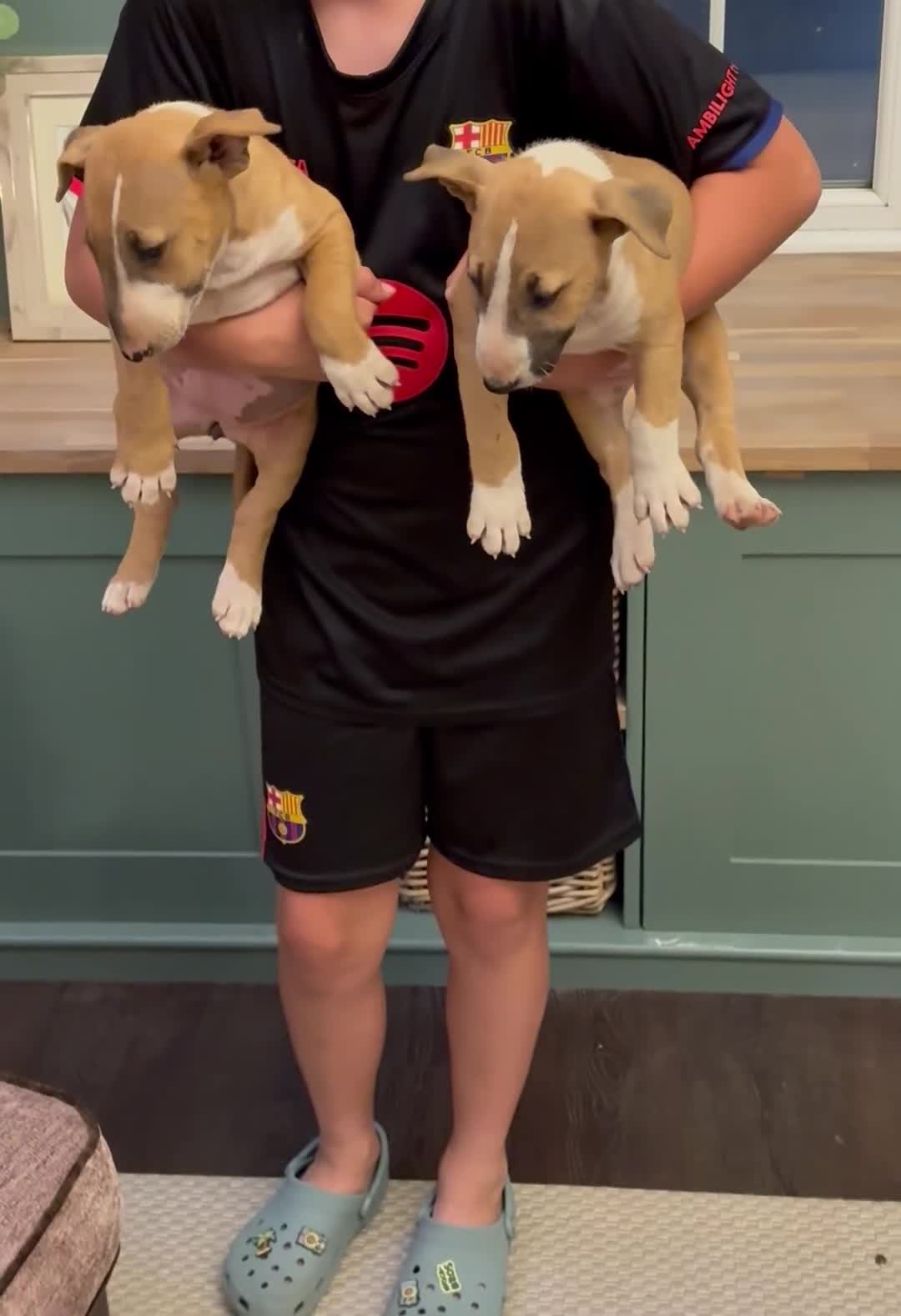 English Bull Terrier dogs for sale: Mr Chris Robinson  - Video 3